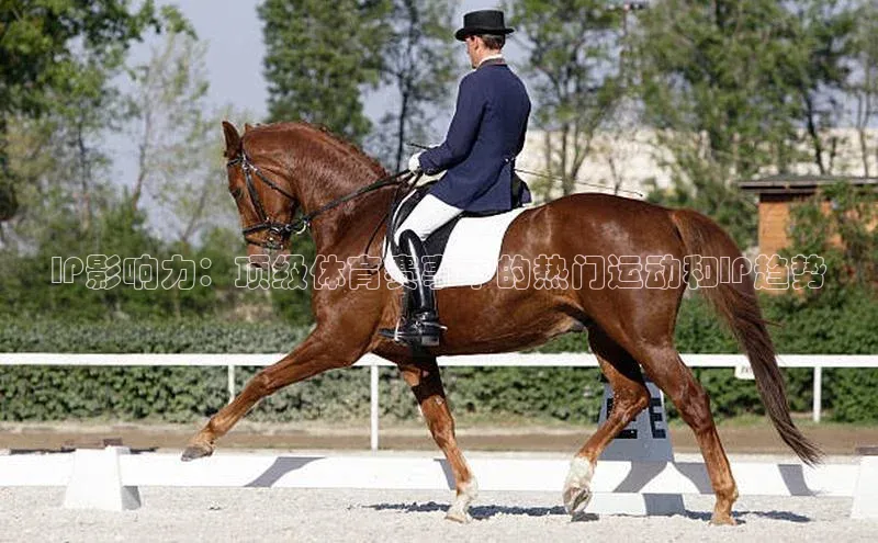 IP影响力：顶级体育赛事中的热门运动和IP趋势